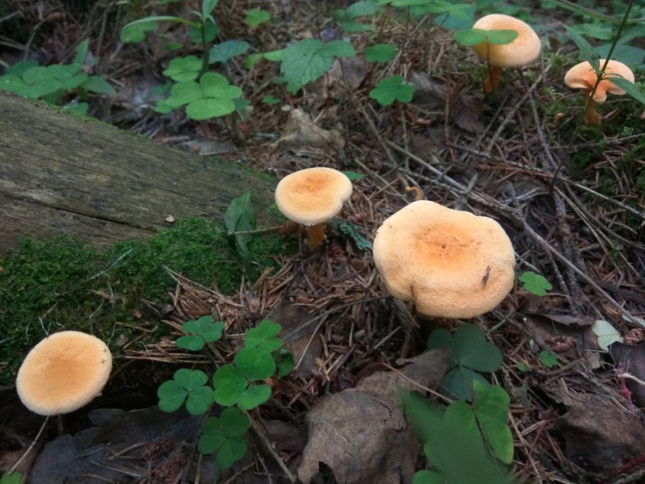 Гименофор лисички