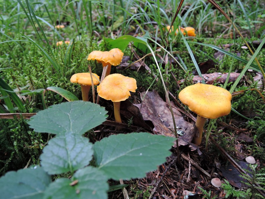 Северная Лисичка гриб Северная