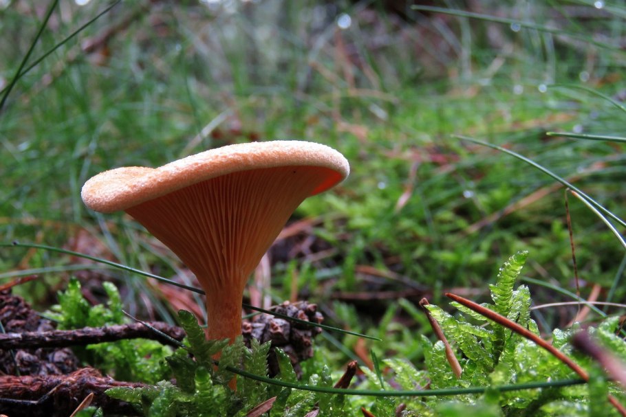 Лисичка киноварно-красная