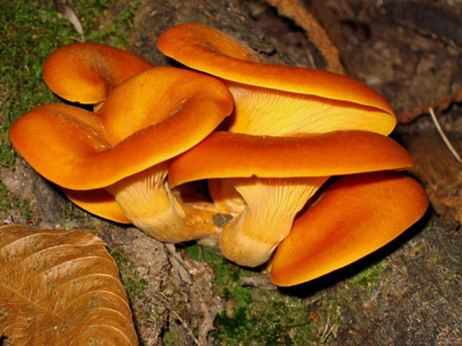 Лисичка ложная кокошка