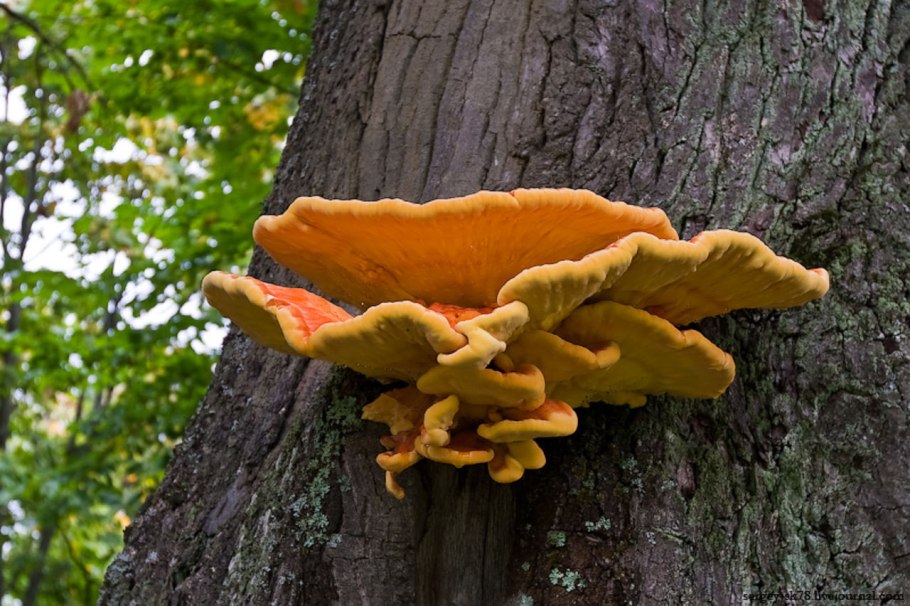 Древесные грибы съедобные