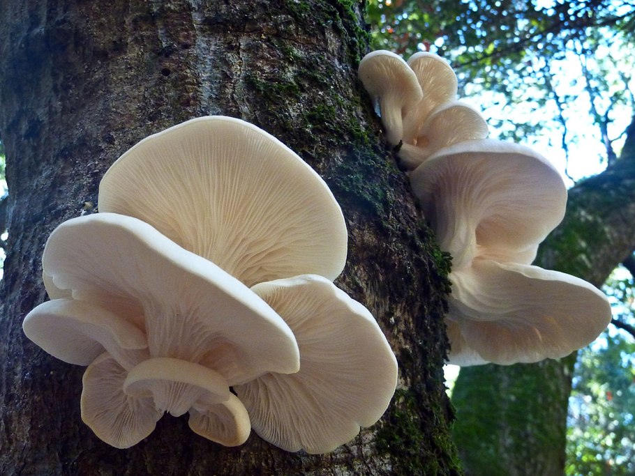 Pleurotus ostreatus