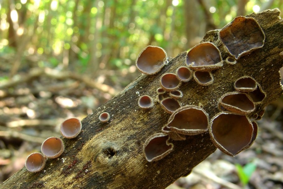 Auricularia polytricha