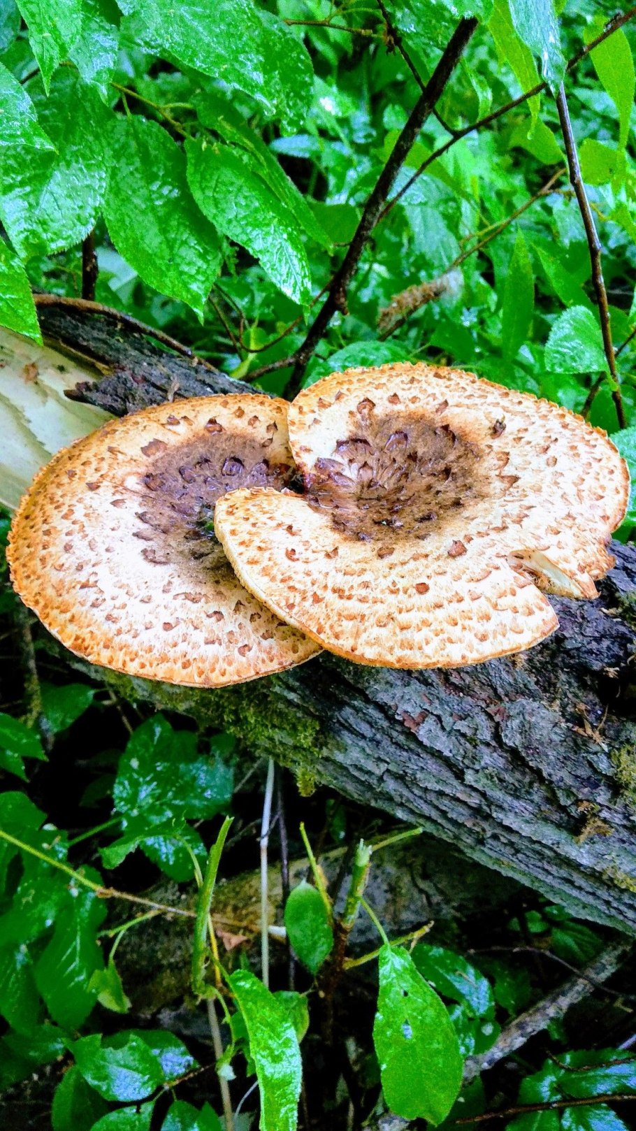 Древесные грибы съедобные