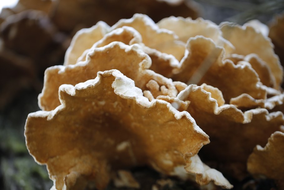 Polypores
