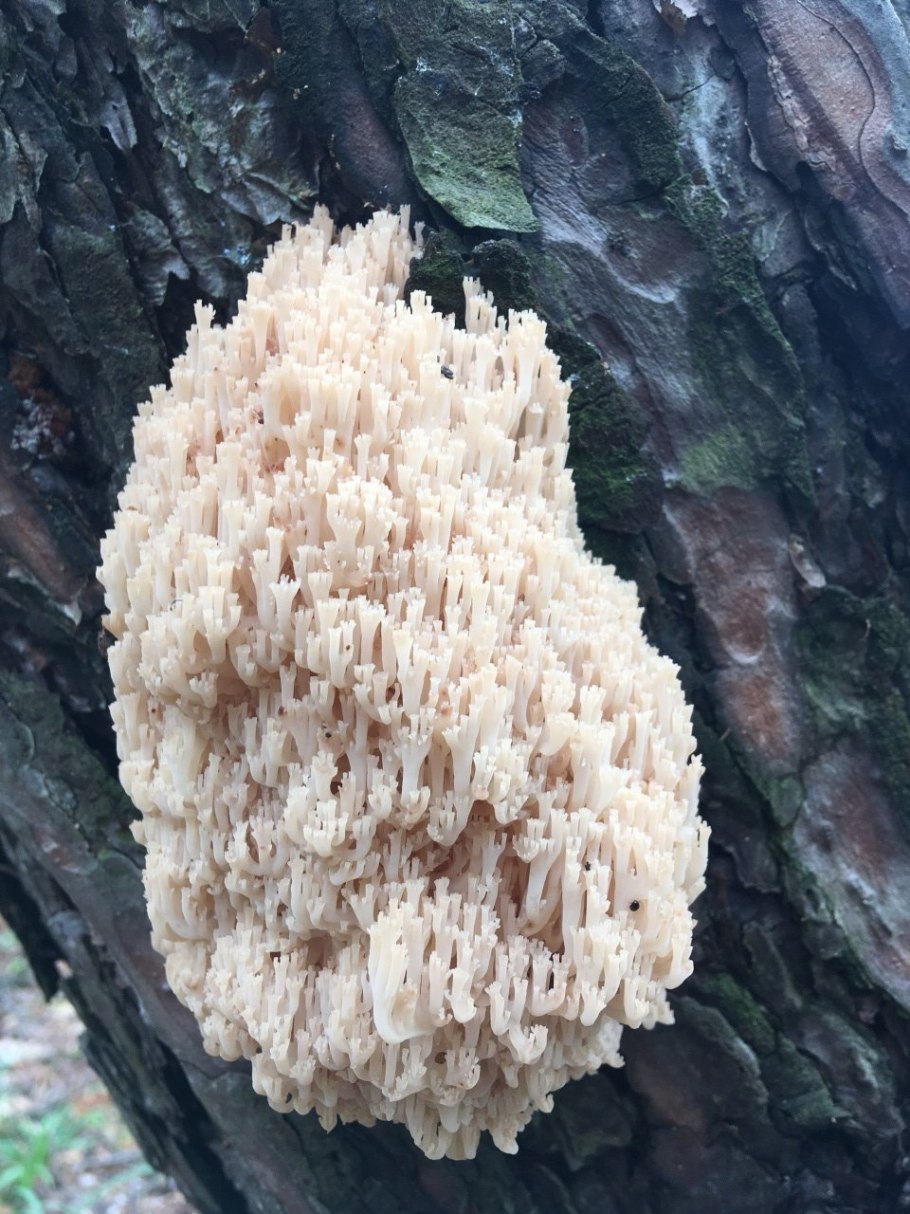 Гриб Клавикорона крыночковидная