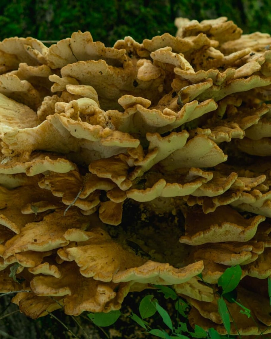 Оссикалиус древесный гриб