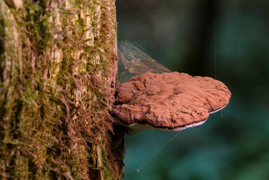 Древесный гриб фото