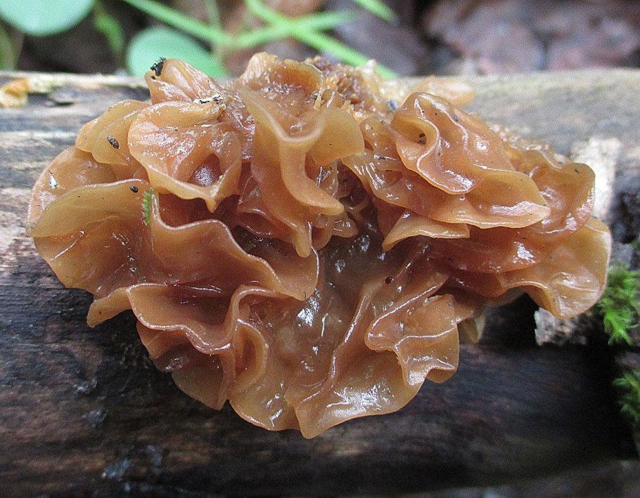 Дрожалка Лиственная Phaeotremella frondosa