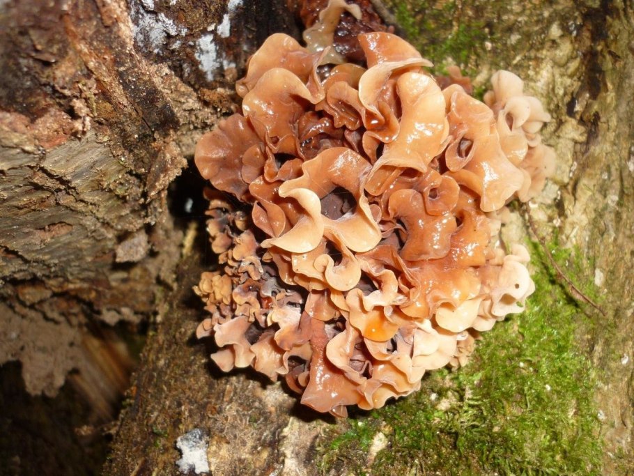 Дрожалка Лиственная Phaeotremella frondosa