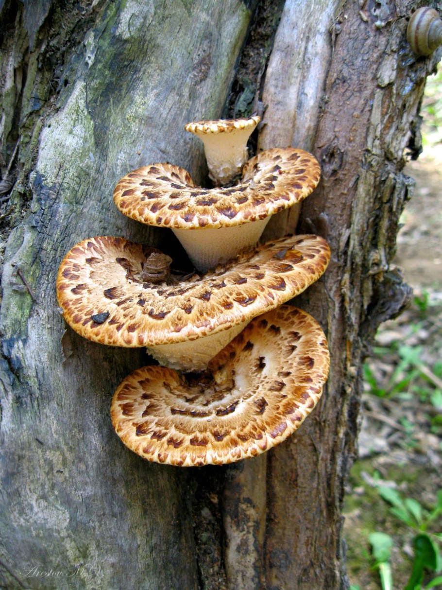 Древесные опята