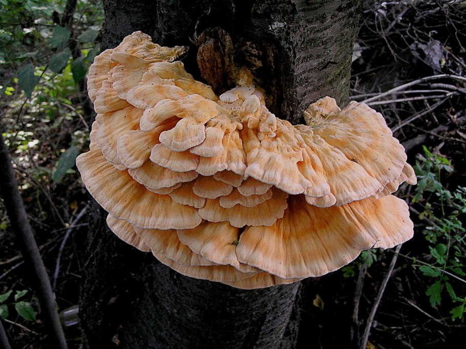 Трутовик гребенчатый