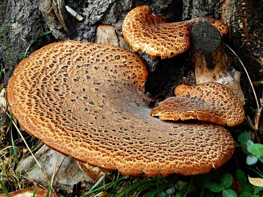 Древесные грибы съедобные