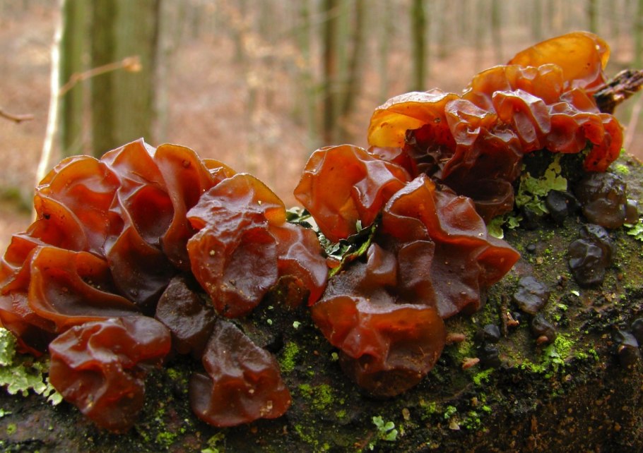 Дрожалка листоватая Tremella foliacea