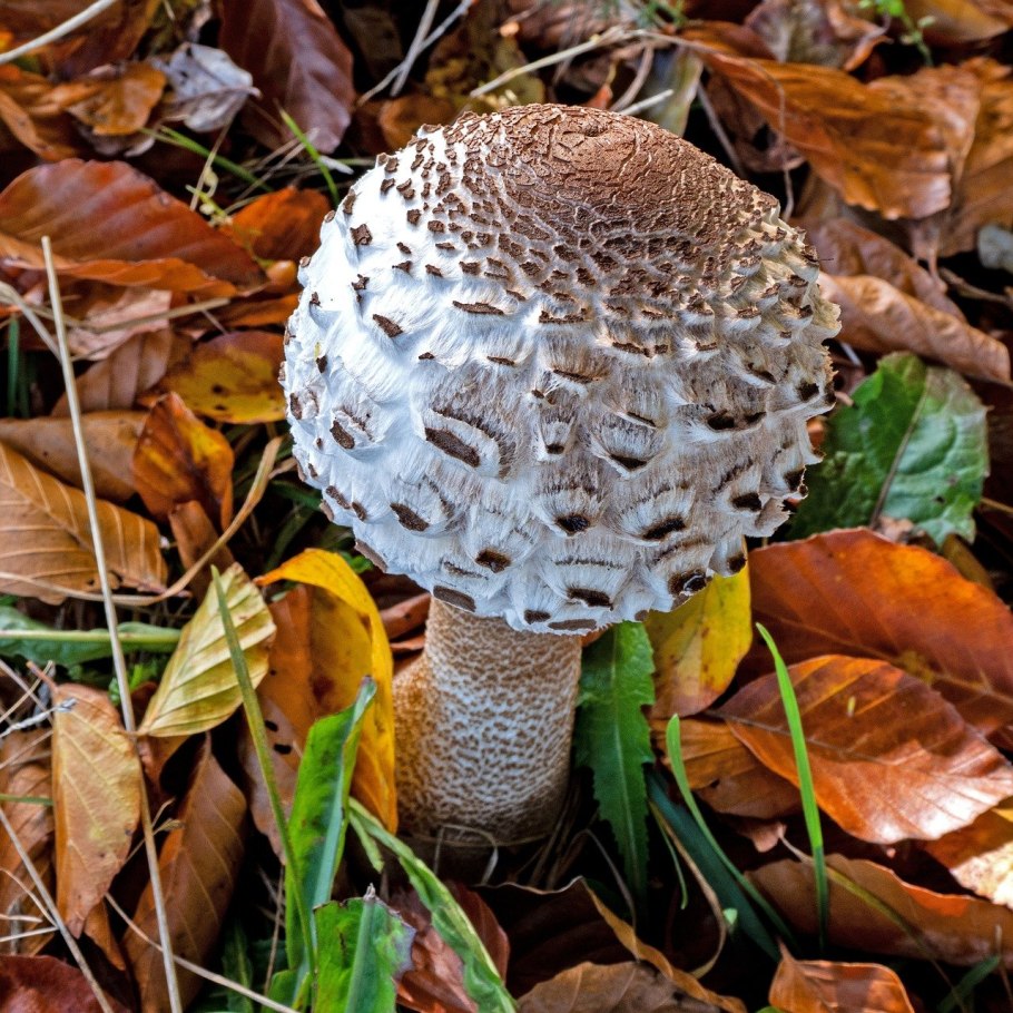 Зонтичный гриб съедобный