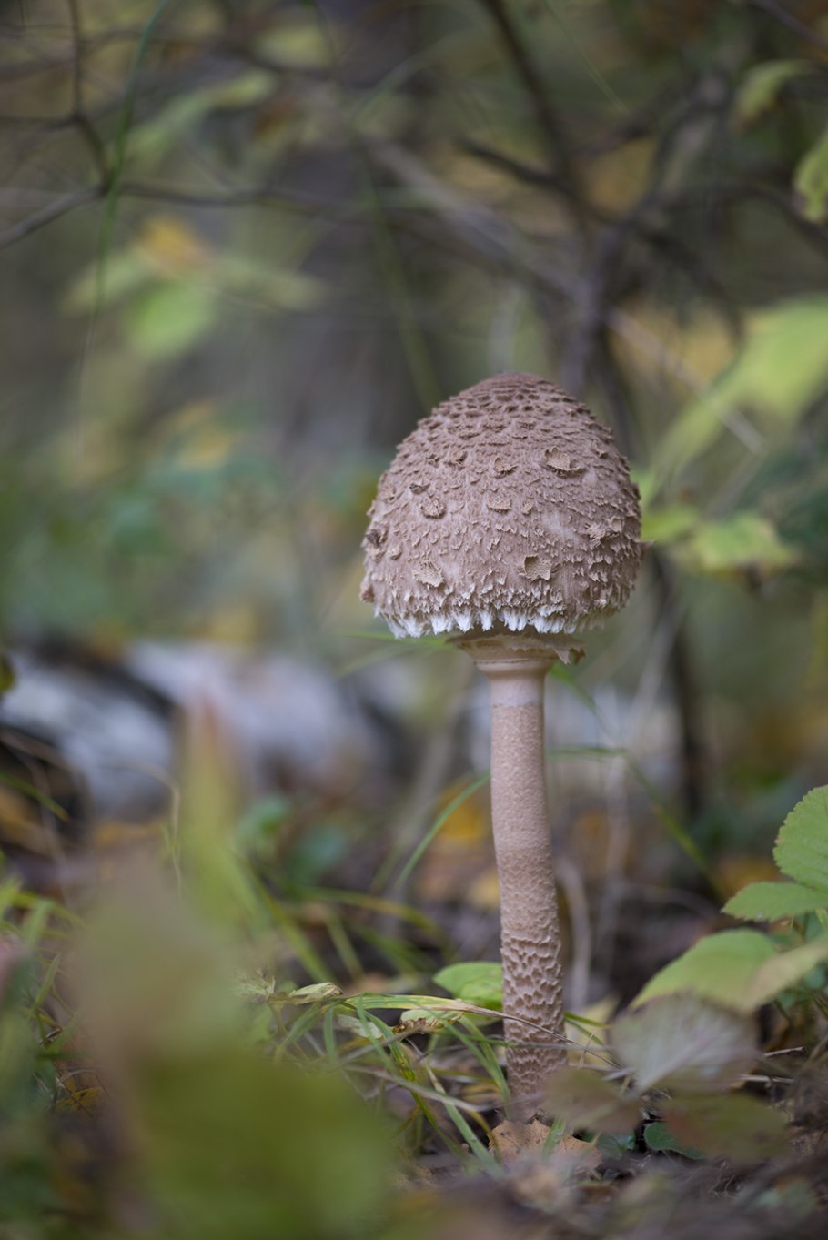 Гриб зонтик пестрый ядовитый