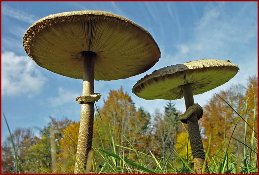 Лесной зонтик гриб