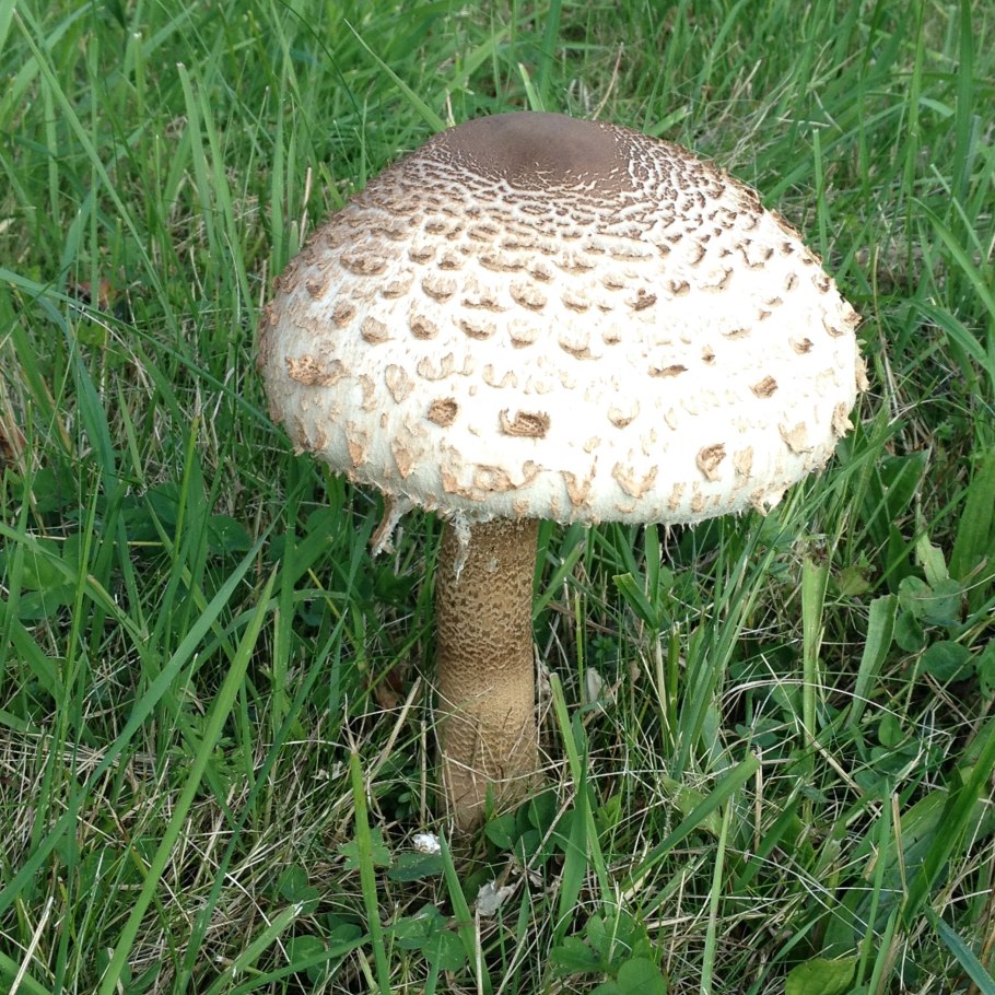 Зонтик пёстрый Macrolepiota procera