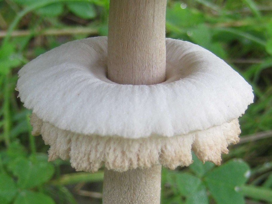 Гриб-зонтик краснеющий Macrolepiota rhacodes