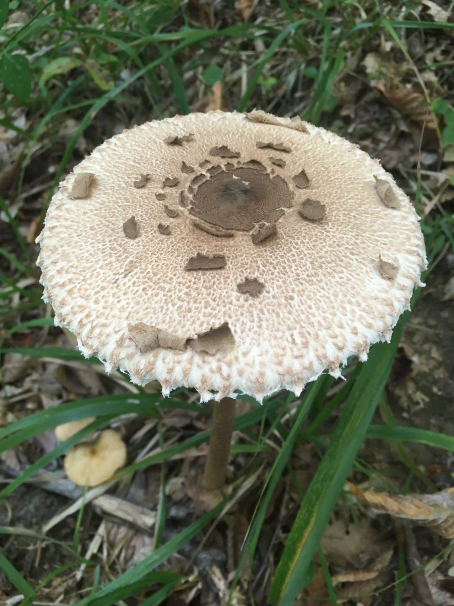Macrolepiota procera гриб