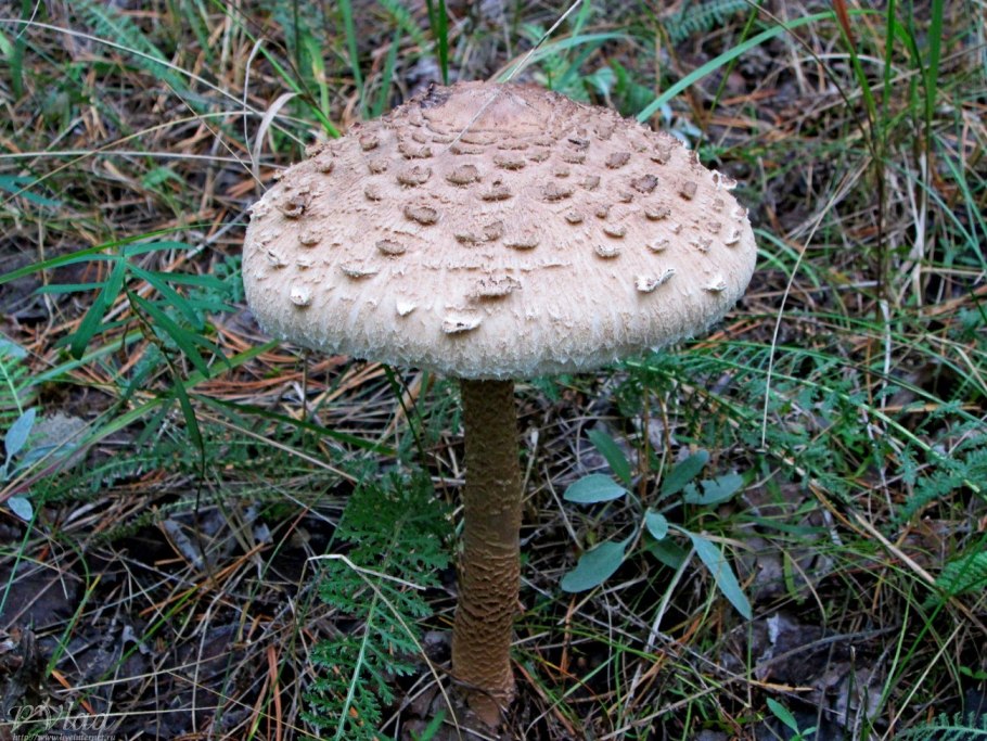 Гриб зонтик пестрый молодой