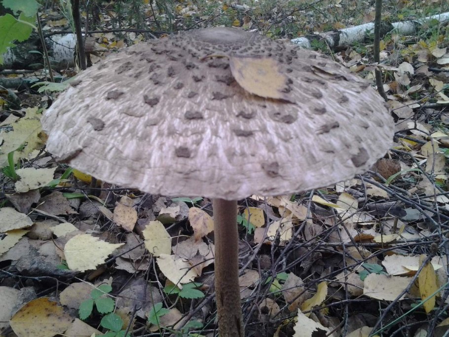 Зонтик Моргана гриб