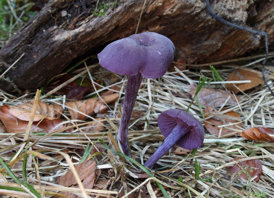 Гриб Laccaria amethystina.