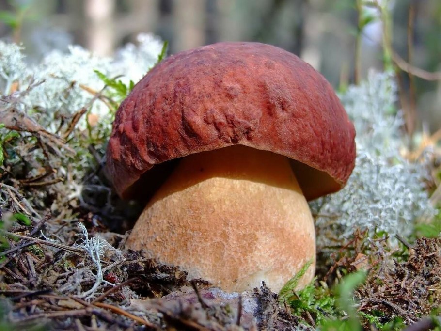 Белый гриб Сосновый Boletus pinophilus