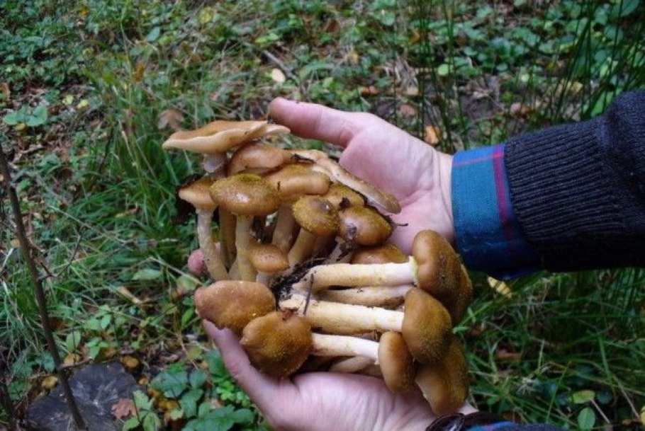 Молдавские грибы