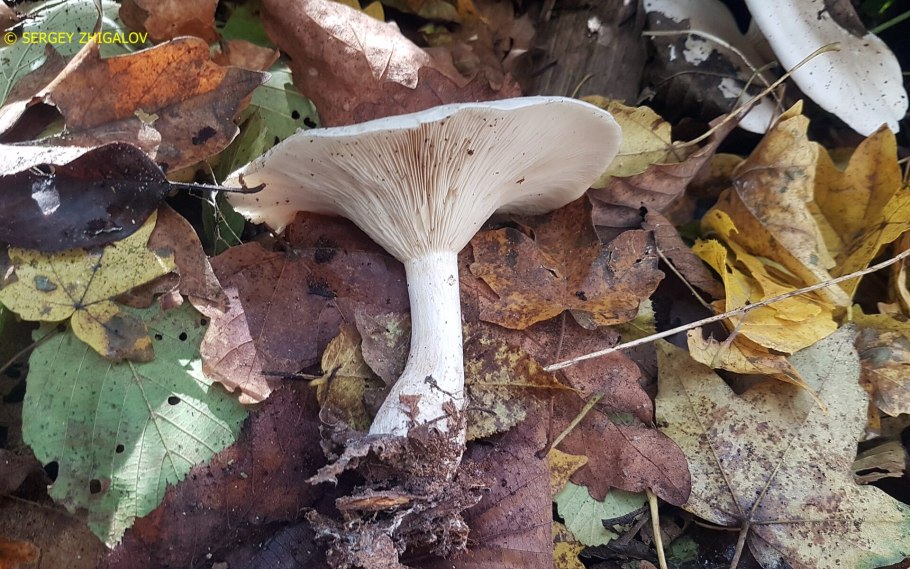 Рядовка дымчатая (говорушка дымчатая) Clitocybe nebularis.