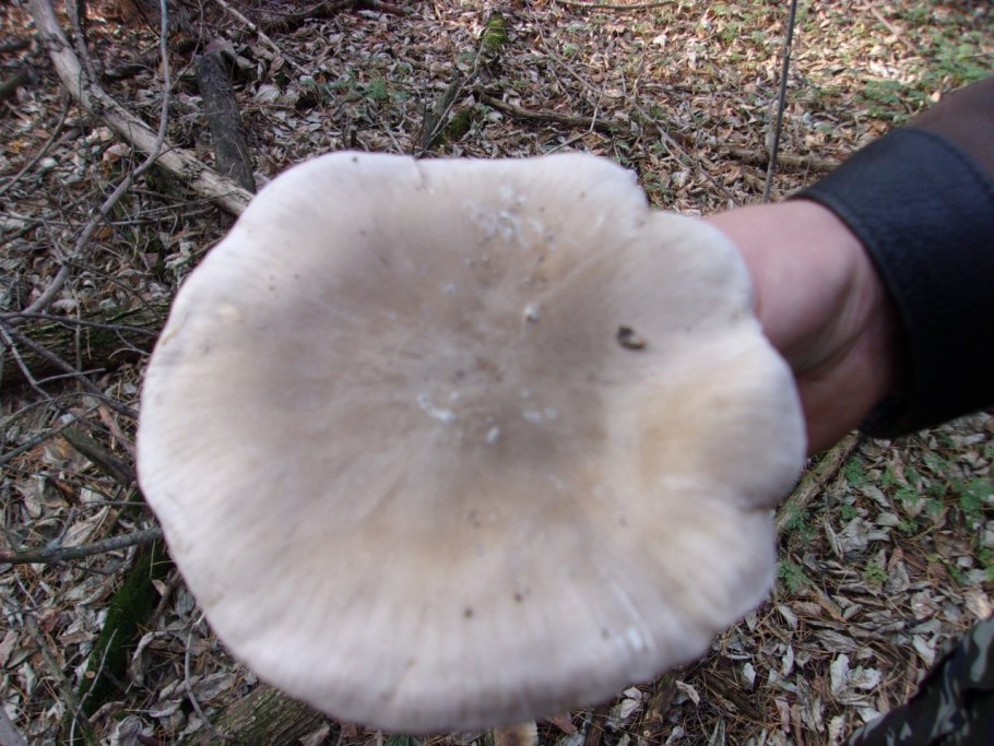 Гриб говорушка дымчатая