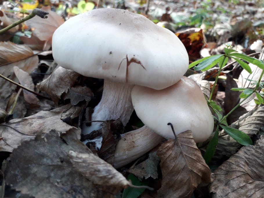 Дымчатая говорушка Clitocybe nebularis