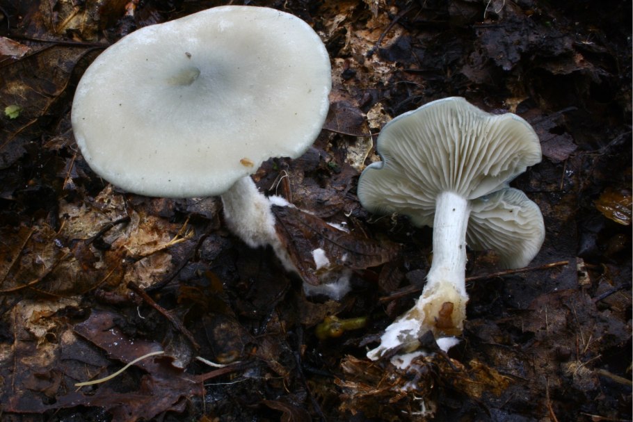 Говорушка бледноокрашенная. Clitocybe metachroa