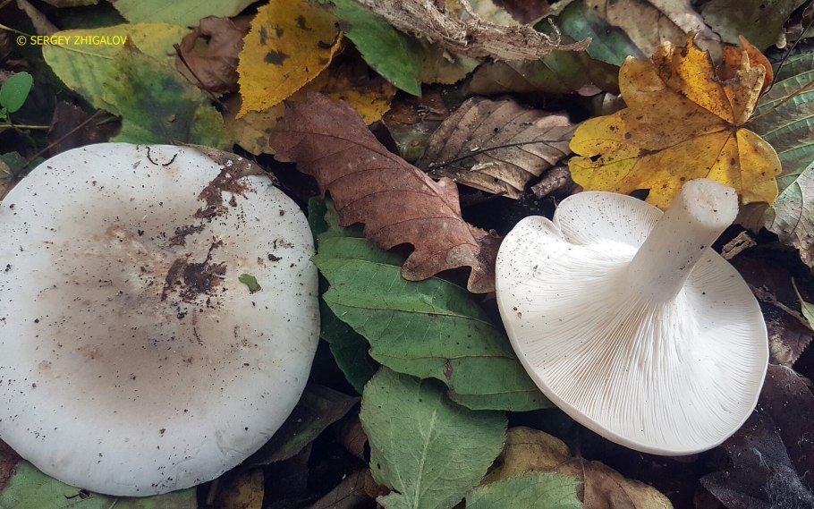 Говорушка рядовка дымчатая