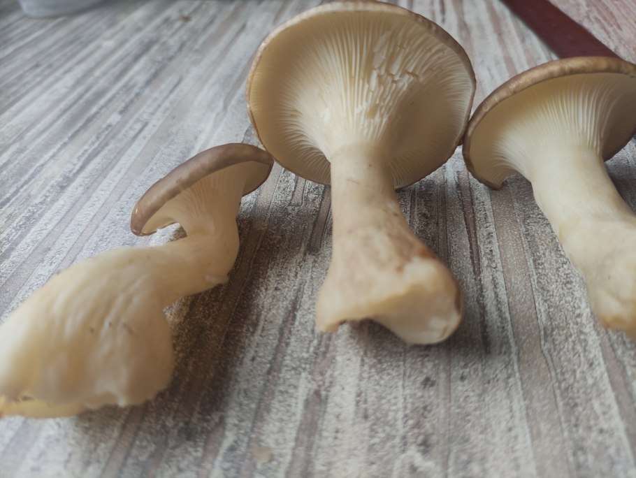 Clitocybe phaeophthalma