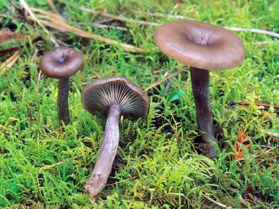 Говорушка бокаловидная pseudoclitocybe cyathiformis