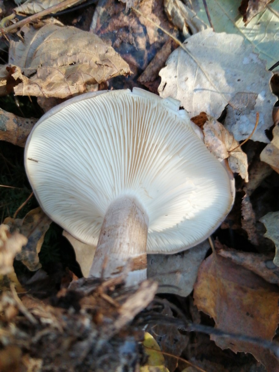 Говорушка восковатая гриб