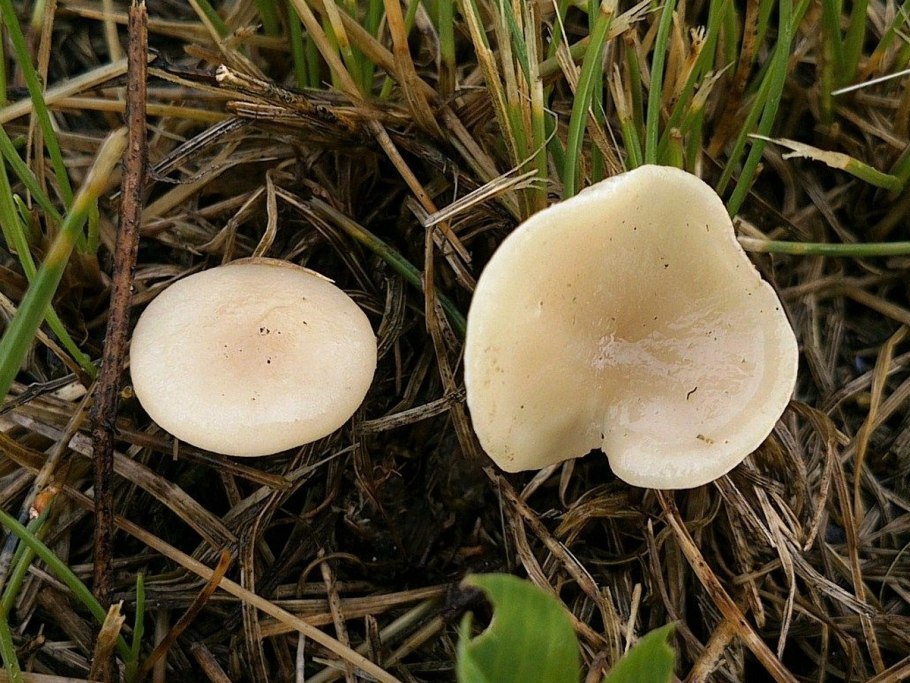 Говорушка рядовка дымчатая