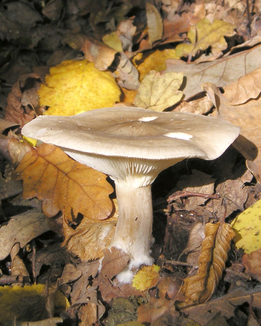 Clitocybe lohjaensis