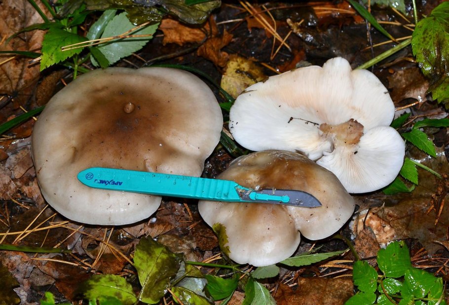 Вешенка говорушка