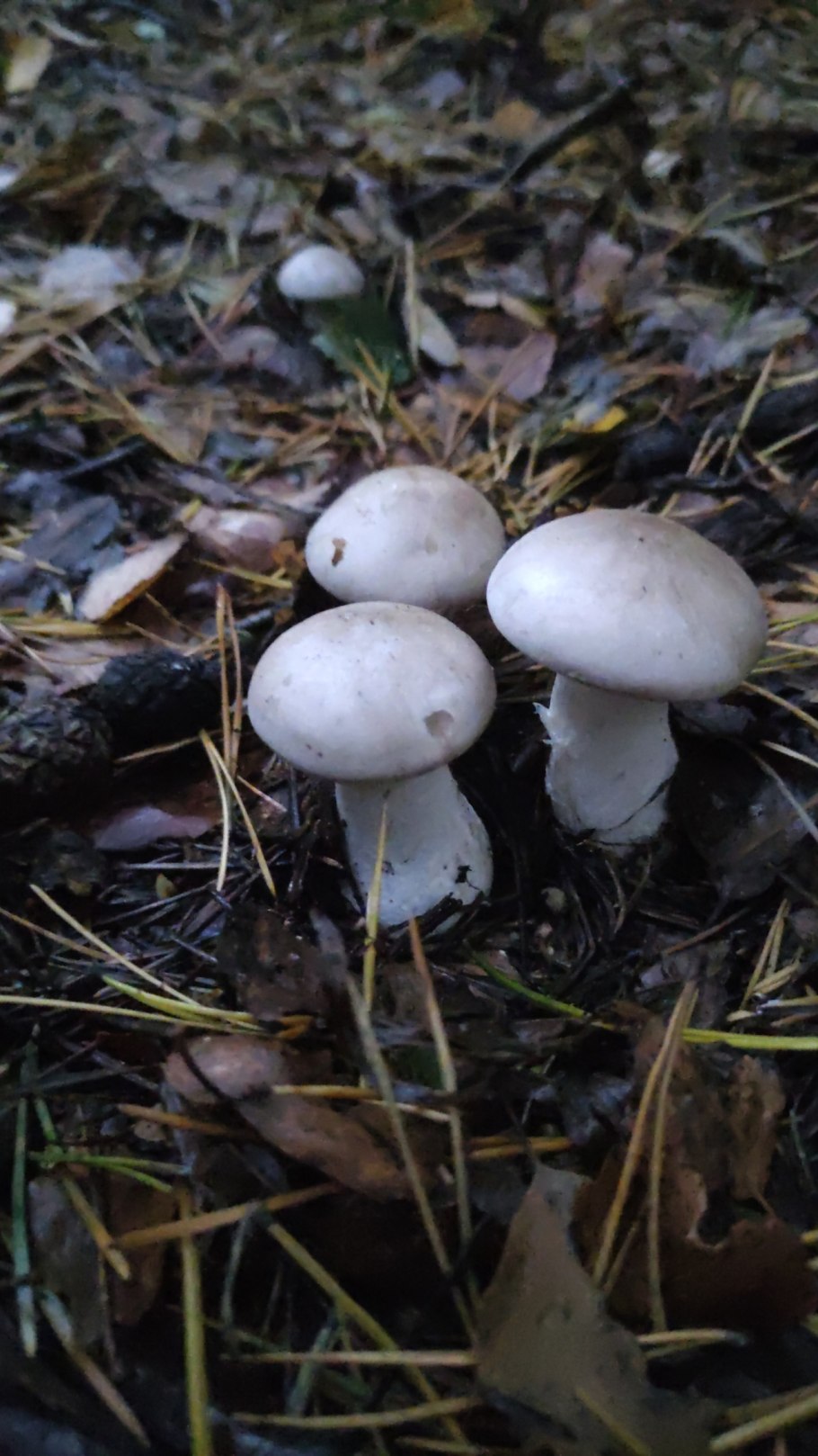 Чинарики грибы