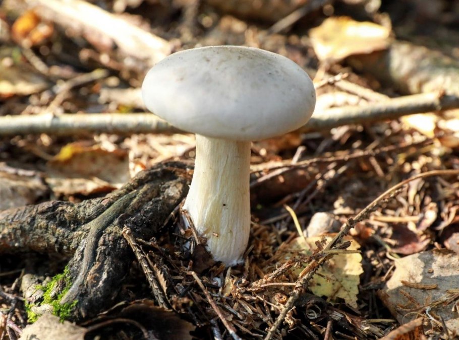 Говорушка Полевая