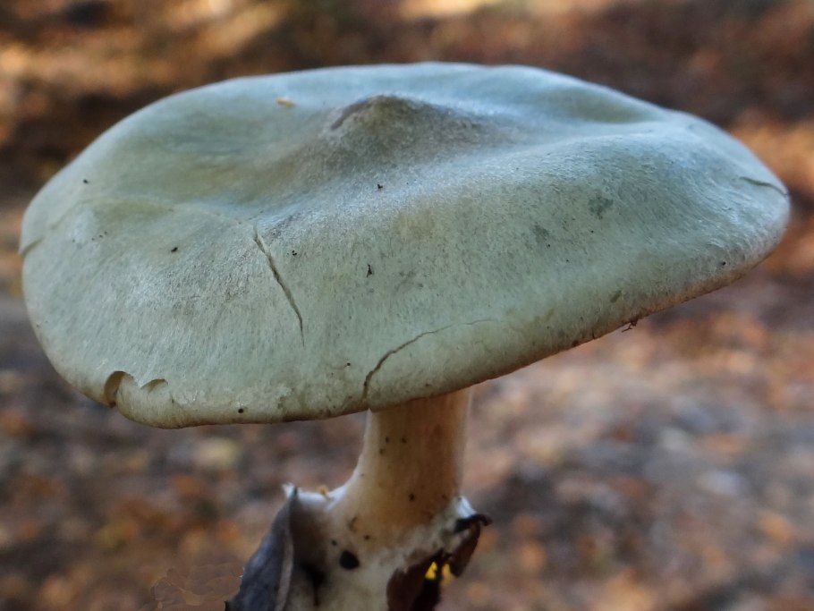 Говорушка беловатая (Clitocybe rivulosa)