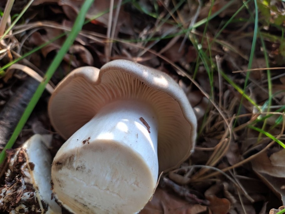 Гриб говорушка бокаловидная