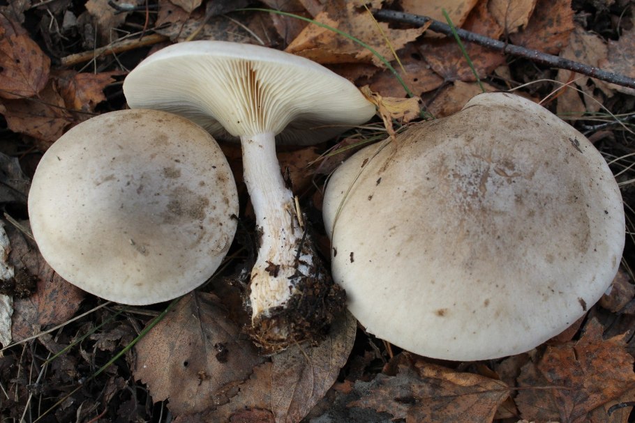 Сьедобнае опята Ленинградской обл