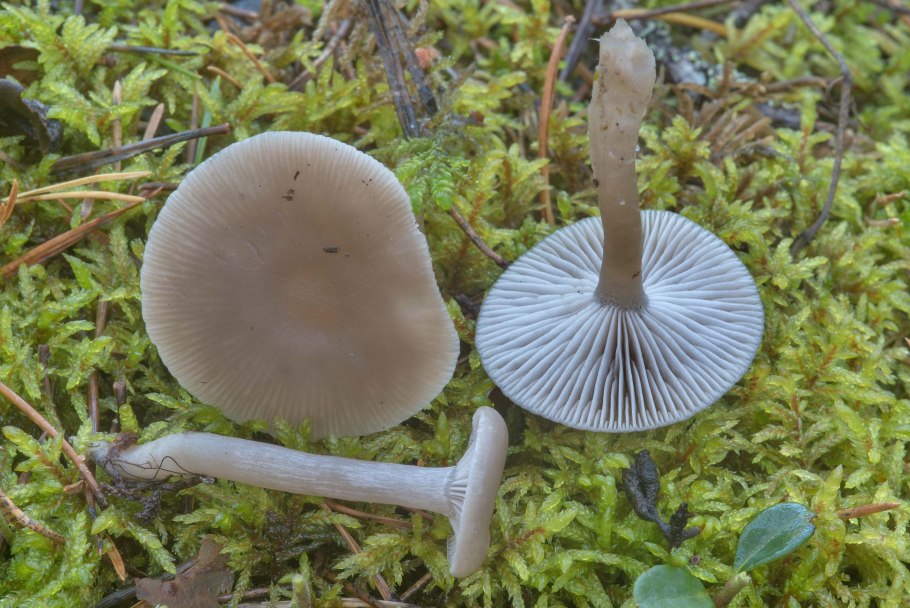 Говорушка подогнутая (Clitocybe geotropa)