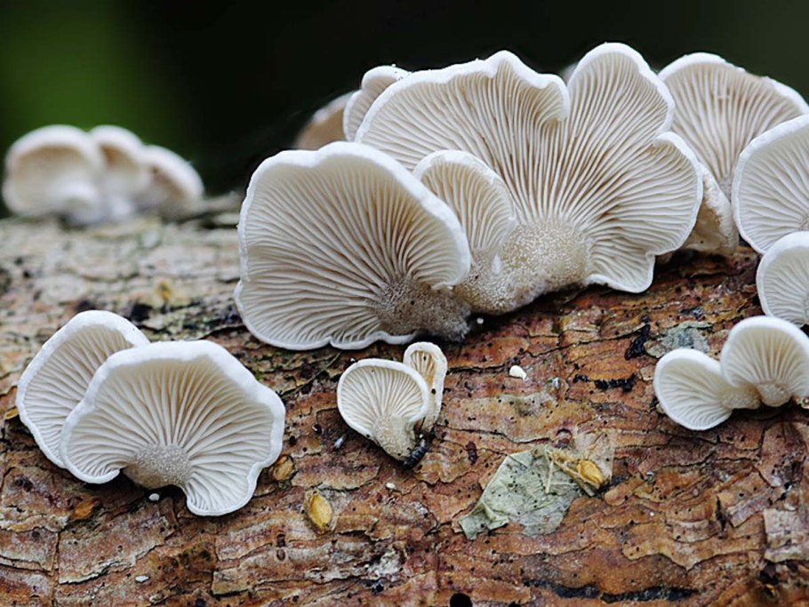 Говорушка воронковидная