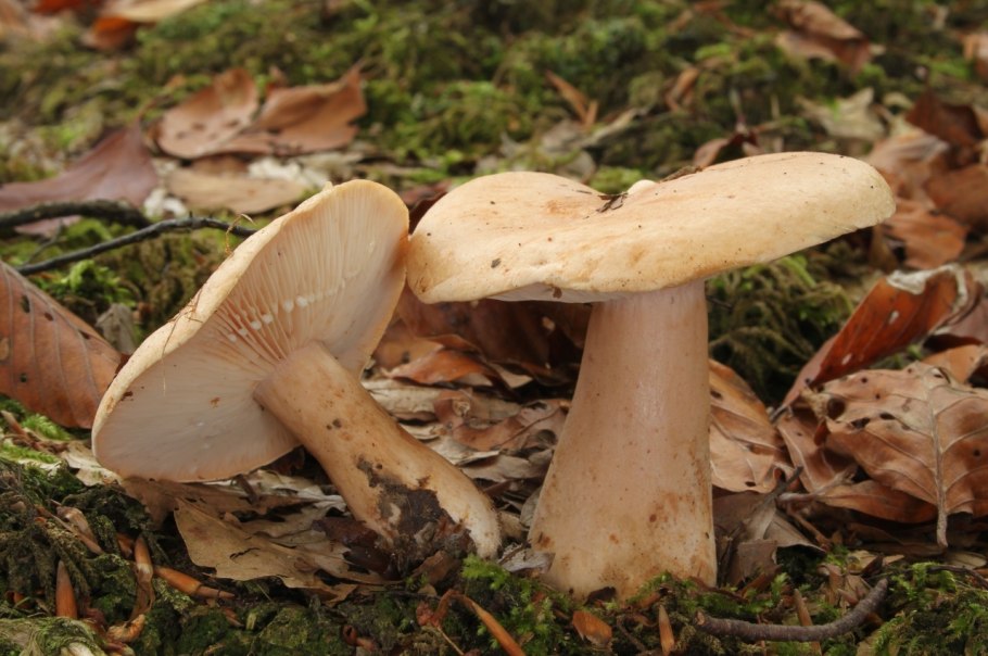 Дымчатая говорушка Clitocybe nebularis