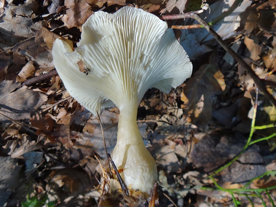 Рядовка землистая Tricholoma terreum