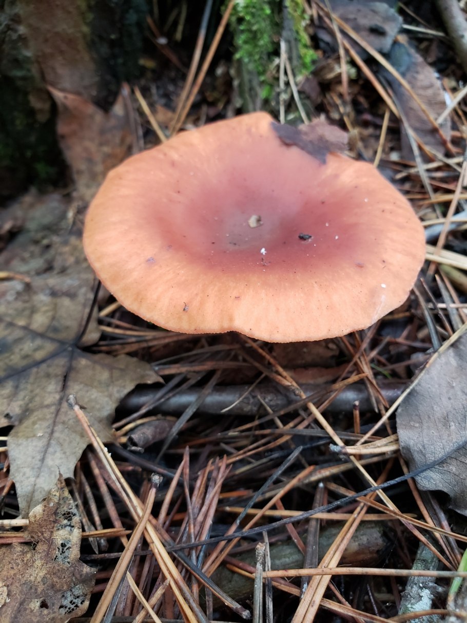 Clitocybe houghtonii
